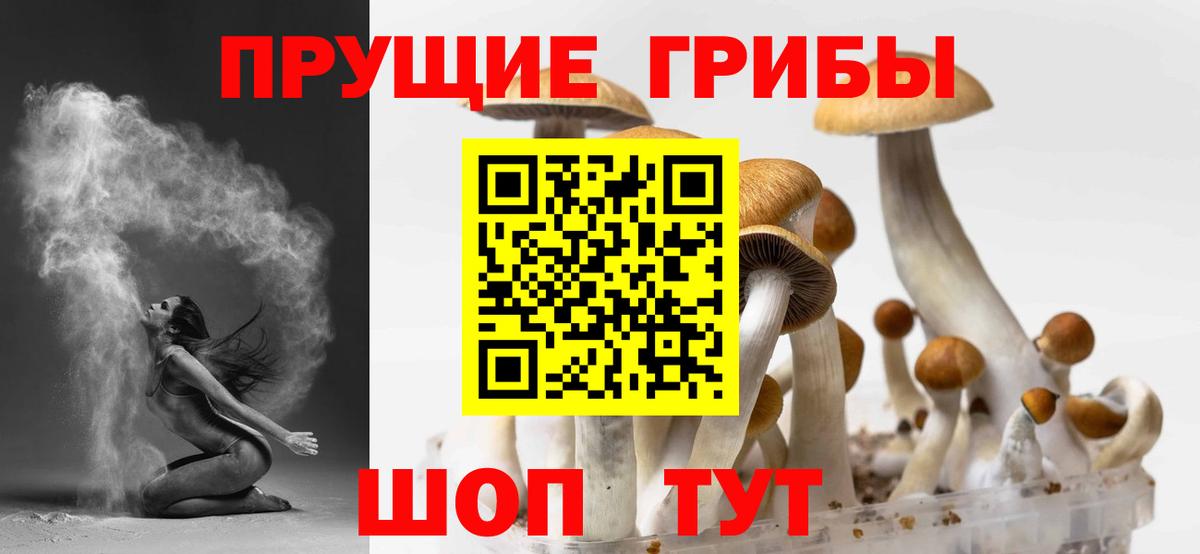 где найти наркотики  Вход с VPN  Фрязино  Псилоцибиновые грибы Cubensis 